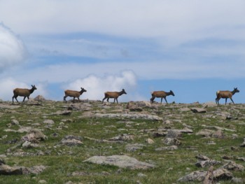 Elk at Rocky Mountain National Park