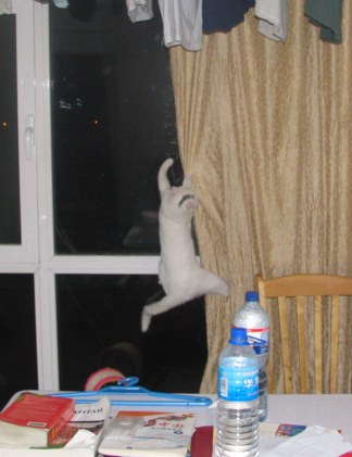 Snowball climbing the drapes - Caught in the act!!!