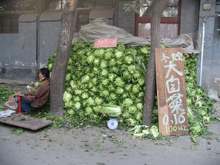 Cabbage wholesales