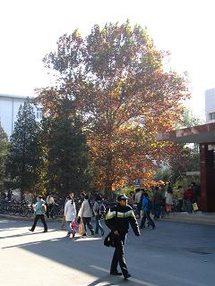 The colors of Autumn seen on a tree on campus