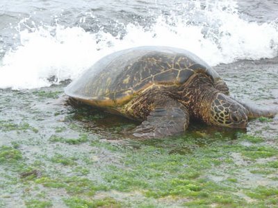 Turtle in Hawaii 夏威夷