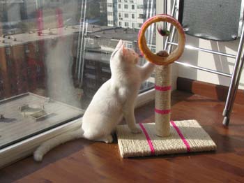 amazing_catstand