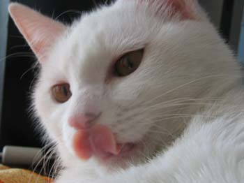 mytongue