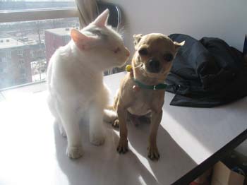 snowball_and_apple