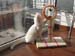 amazing_catstand