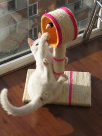 Snowball the Cat