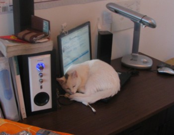 Snowball the Cat